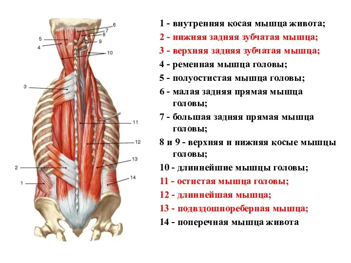 1 - внутренняя косая мышца живота; 2 - нижняя задняя