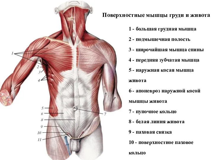 1 - большая грудная мышца 2 - подмышечная полость 3