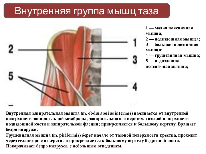 Внутренняя группа мышц таза 1 — малая поясничная мышца; 2