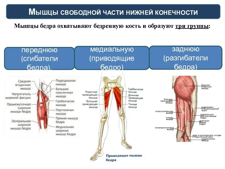 Мышцы бедра охватывают бедренную кость и образуют три группы: Мышцы