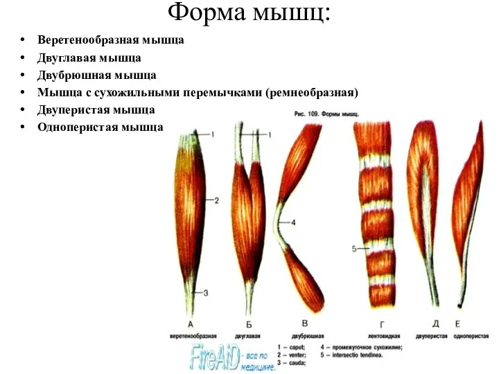 Веретенообразная мышца Двуглавая мышца Двубрюшная мышца Мышца с сухожильными перемычками