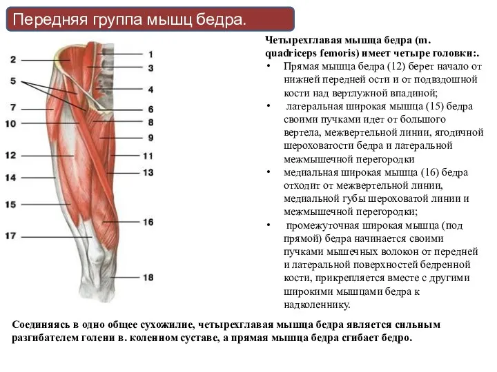 Четырехглавая мышца бедра (m. quadriceps femoris) имеет четыре головки:. Прямая