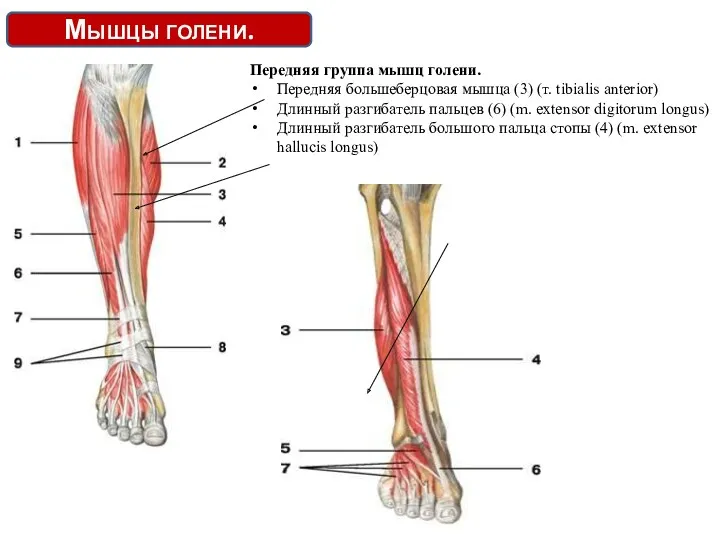 Мышцы голени. Передняя группа мышц голени. Передняя большеберцовая мышца (3)