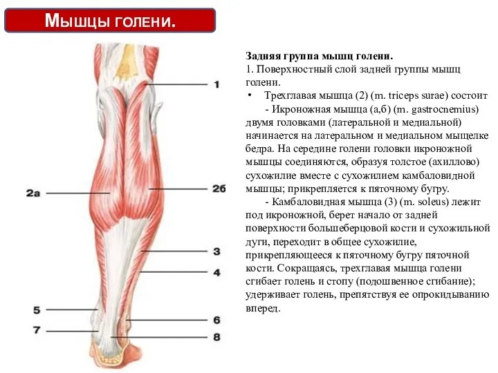 Мышцы голени. Задняя группа мышц голени. 1. Поверхностный слой задней