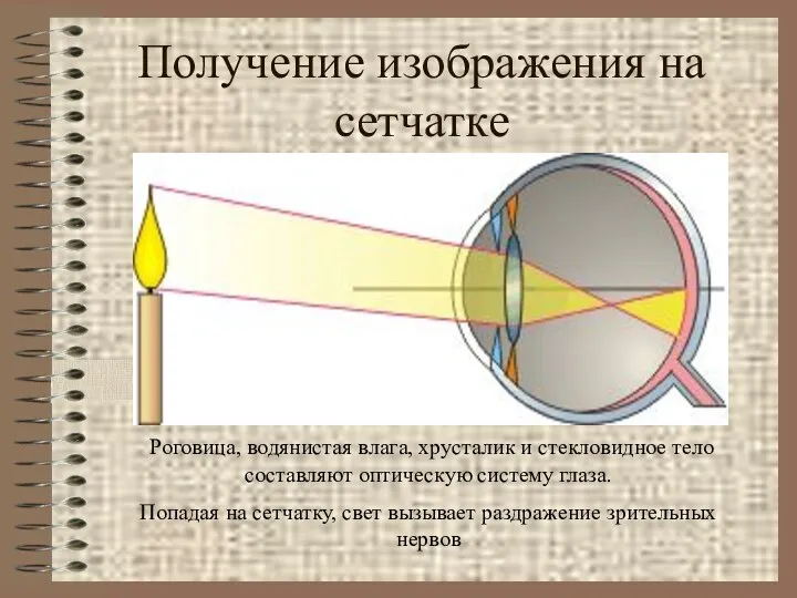 Получение изображения на сетчатке Роговица, водянистая влага, хрусталик и стекловидное