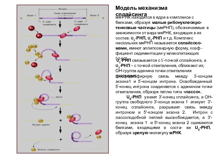 Модель механизма сплайсинга U1-РНП связывается с 5'-точкой сплайсинга, а U2-РНП