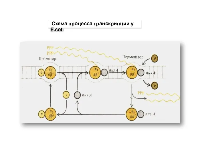 Схема процесса транскрипции у Е.соli