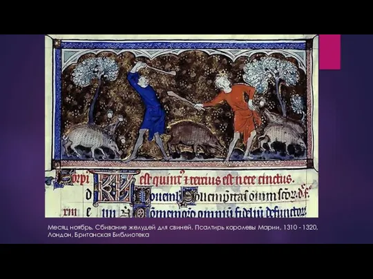 Месяц ноябрь. Сбивание желудей для свиней. Псалтирь королевы Марии, 1310 - 1320, Лондон, Британская Библиотека