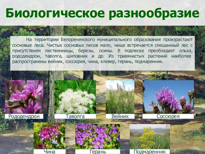 Биологическое разнообразие На территории Белореченского муниципального образования произрастают сосновые леса. Чистых сосновых лесов