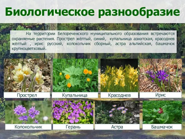 Биологическое разнообразие На территории Белореченского муниципального образования встречаются охраняемые растения. Прострел жёлтый, синий,