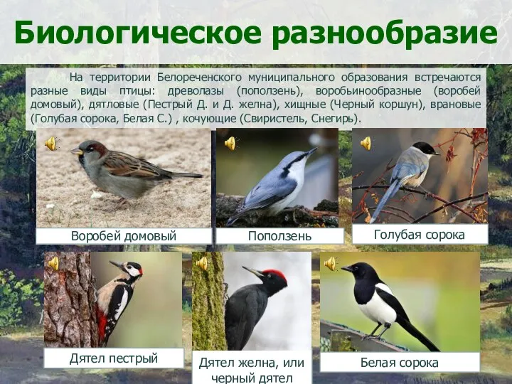 Биологическое разнообразие На территории Белореченского муниципального образования встречаются разные виды птицы: древолазы (поползень),