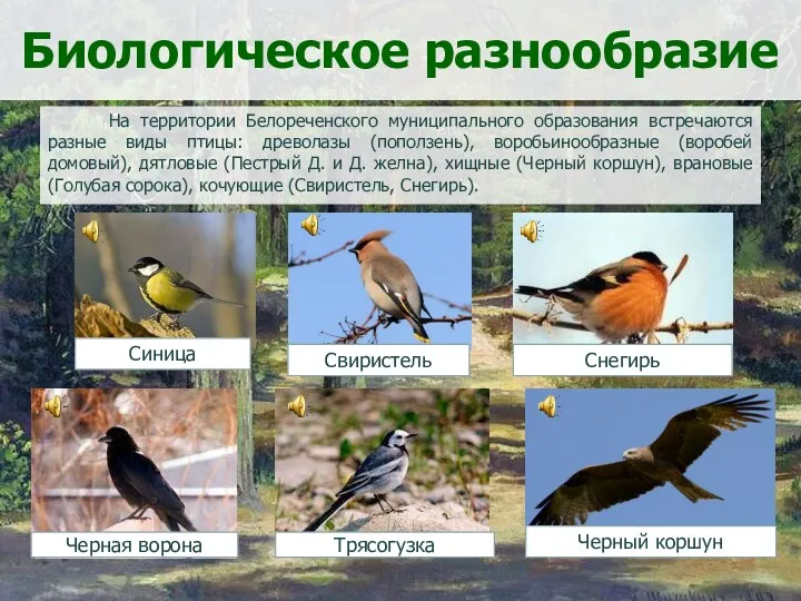 Биологическое разнообразие На территории Белореченского муниципального образования встречаются разные виды птицы: древолазы (поползень),