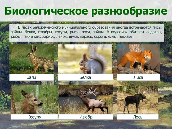 Биологическое разнообразие В лесах Белореченского муниципального образования иногда встречаются лисы, зайцы, белки, изюбры,