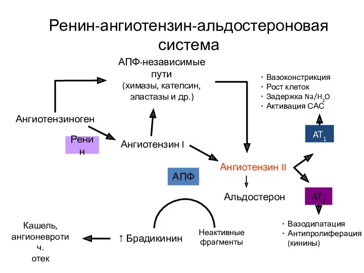 Ренин-ангиотензин-альдостероновая система Ангиотензиноген АПФ-независимые пути (химазы, катепсин, эластазы и др.)
