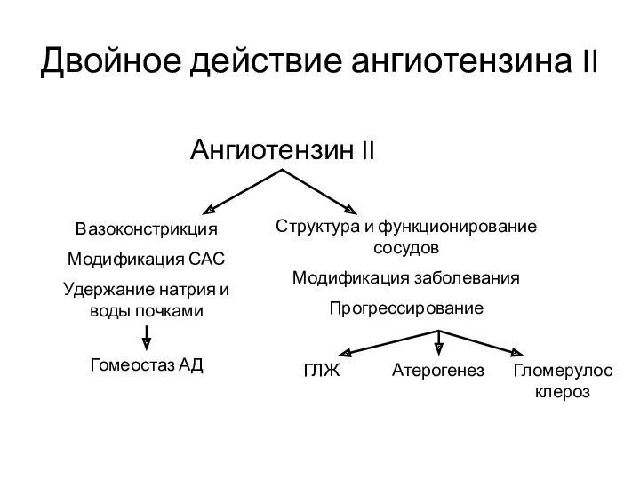 Двойное действие ангиотензина II Ангиотензин II Вазоконстрикция Модификация САС Удержание