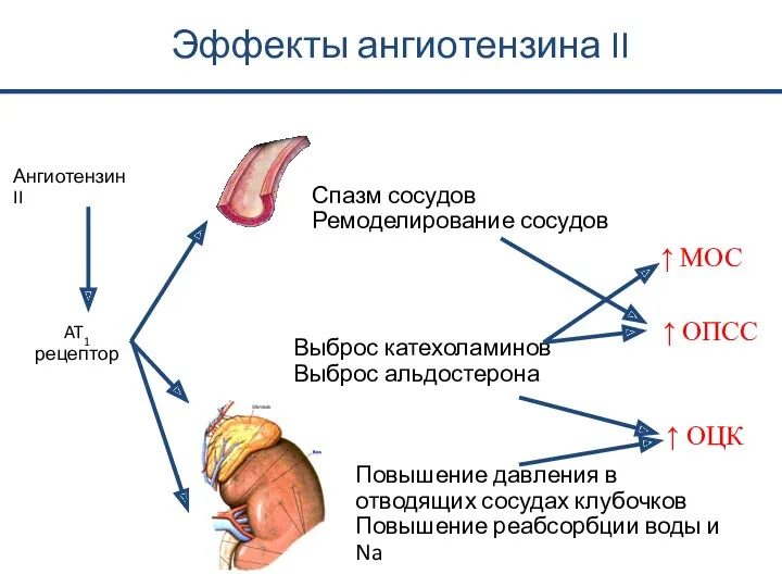 Ангиотензин II AT1 рецептор Выброс катехоламинов Выброс альдостерона ↑ МОС