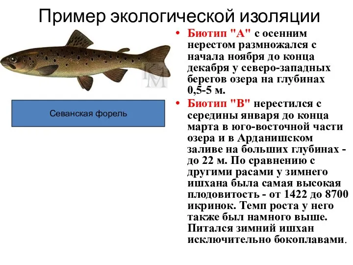 Пример экологической изоляции Биотип "A" с осенним нерестом размножался с