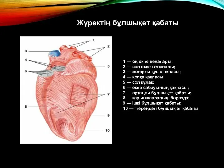 1 — оң өкпе веналары; 2 — сол өкпе веналары;