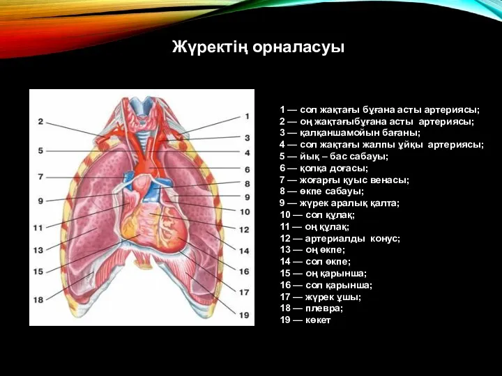 1 — сол жақтағы бұғана асты артериясы; 2 — оң