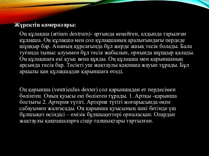 Жүректің камералары: Оң құлақша (artium dextrum)- артында кеңейген, алдында тарылған