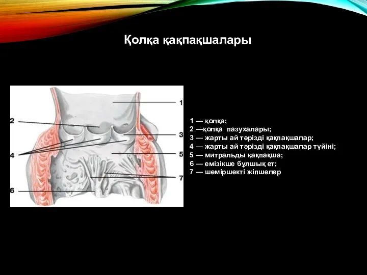 1 — қолқа; 2 —қолқа пазухалары; 3 — жарты ай