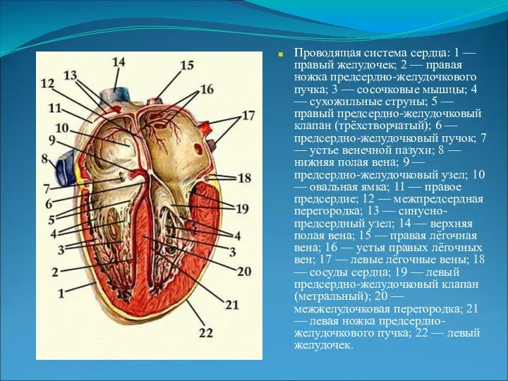 Проводящая система сердца: 1 — правый желудочек; 2 — правая ножка предсердно-желудочкового пучка;