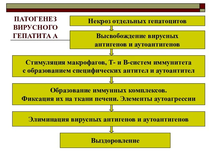 ПАТОГЕНЕЗ ВИРУСНОГО ГЕПАТИТА А Некроз отдельных гепатоцитов Высвобождение вирусных антигенов