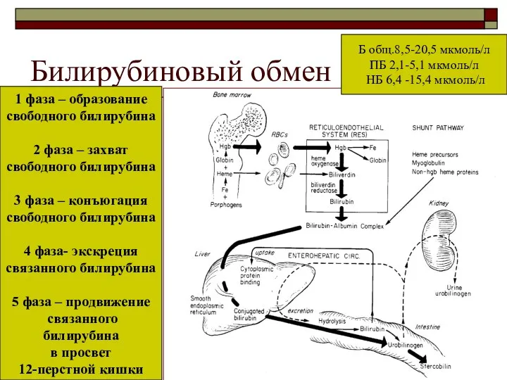 Билирубиновый обмен 1 фаза – образование свободного билирубина 2 фаза