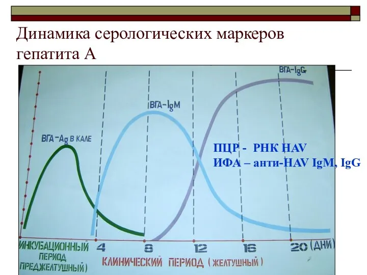 Динамика серологических маркеров гепатита А ПЦР - РНК HAV ИФА – анти-HAV IgM, IgG