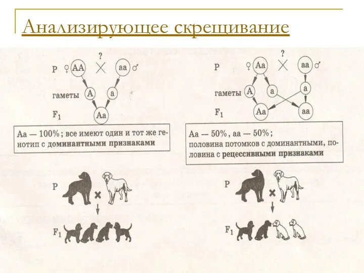 Анализирующее скрещивание