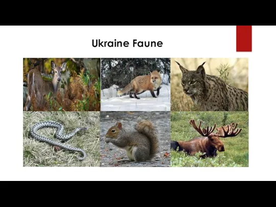 Ukraine Faune