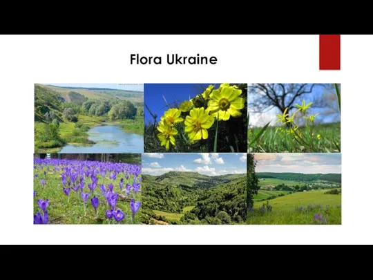 Flora Ukraine