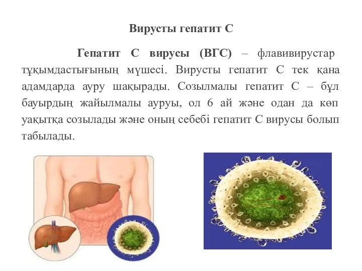 Вирусты гепатит С Гепатит С вирусы (ВГС) – флавивирустар тұқымдастығының