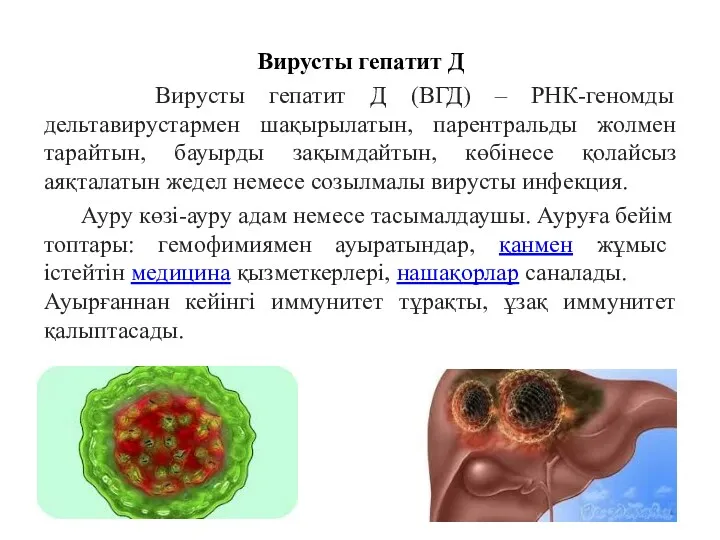 Вирусты гепатит Д Вирусты гепатит Д (ВГД) – РНК-геномды дельтавирустармен