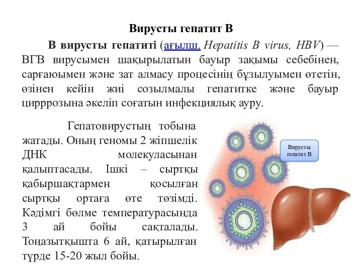 Вирусты гепатит В В вирусты гепатиті (ағылш. Hepatitis B virus,