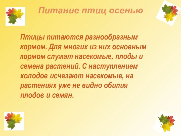 Питание птиц осенью Птицы питаются разнообразным кормом. Для многих из них основным кормом