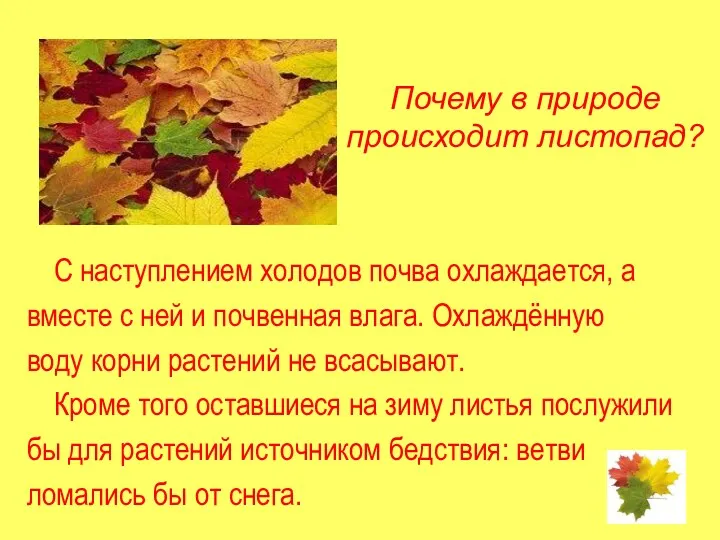 Почему в природе происходит листопад? С наступлением холодов почва охлаждается, а вместе с