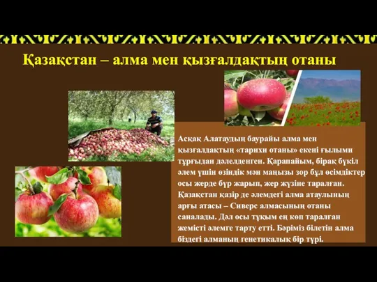 Қазақстан – алма мен қызғалдақтың отаны