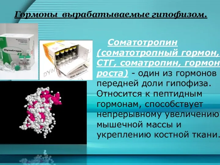 Гормоны вырабатываемые гипофизом. Соматотропин(соматотропный гормон, СТГ, соматропин, гормон роста) -