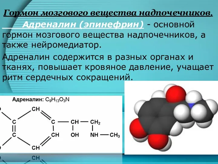 Гормон мозгового вещества надпочечников. Адреналин (эпинефрин) - основной гормон мозгового