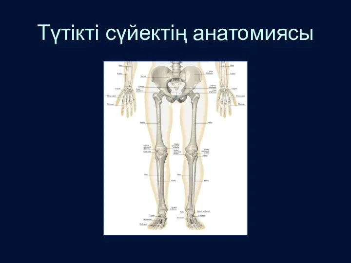 Түтікті сүйектің анатомиясы