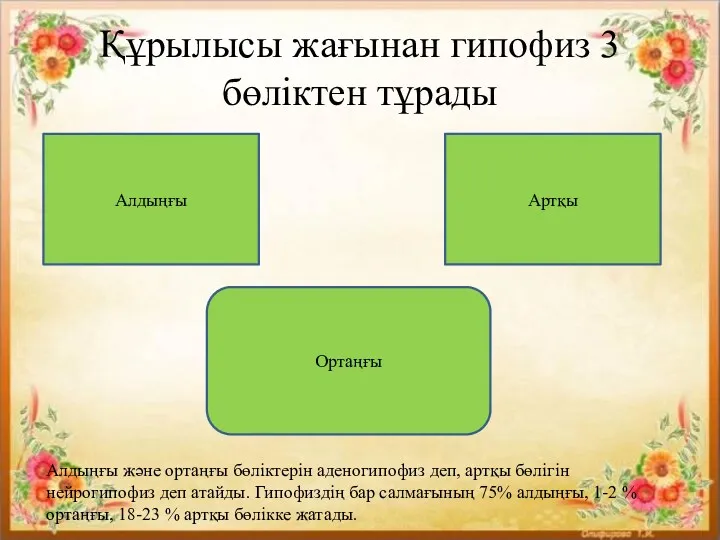 Құрылысы жағынан гипофиз 3 бөліктен тұрады Алдыңғы Ортаңғы Артқы Алдыңғы