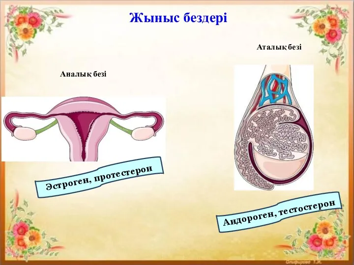 Жыныс бездері Аналық безі Аталық безі Эстроген, протестерон Андороген, тестостерон