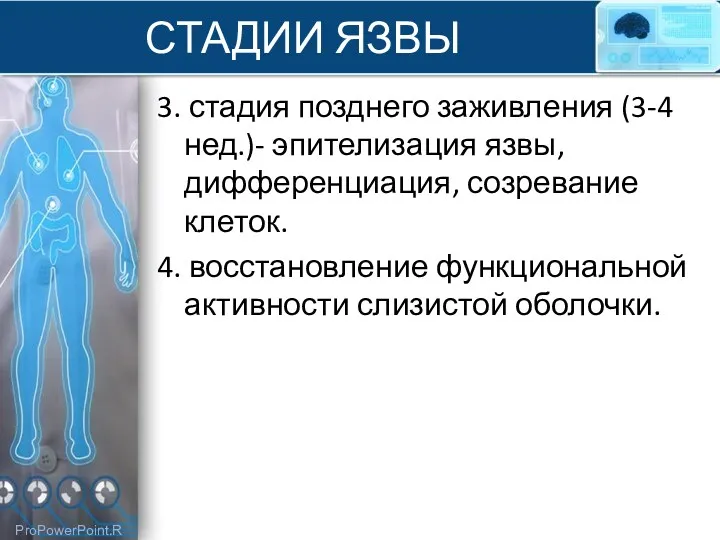 СТАДИИ ЯЗВЫ 3. стадия позднего заживления (3-4 нед.)- эпителизация язвы, дифференциация, созревание клеток.