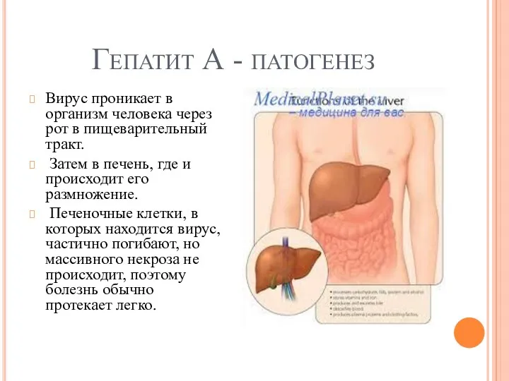 Гепатит А - патогенез Вирус проникает в организм человека через