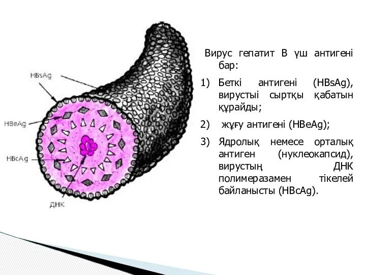 Вирус гепатит В үш антигені бар: Беткі антигені (HBsAg), вирустыі