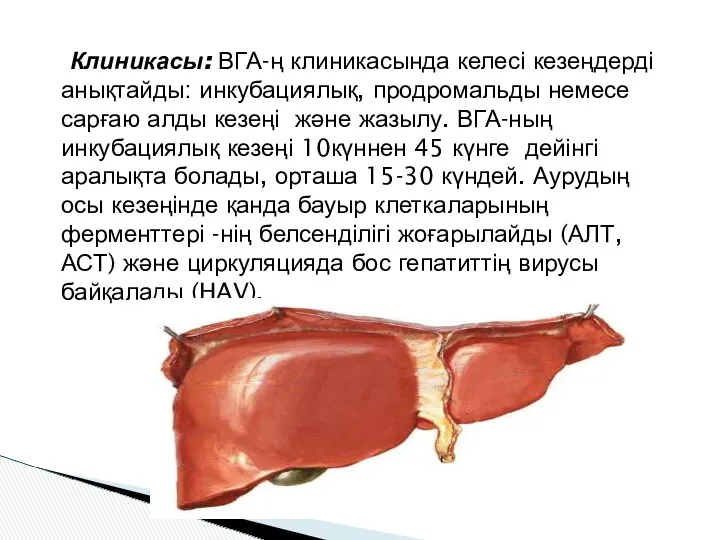 Клиникасы: ВГА-ң клиникасында келесі кезеңдерді анықтайды: инкубациялық, продромальды немесе сарғаю