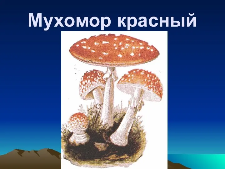 Мухомор красный