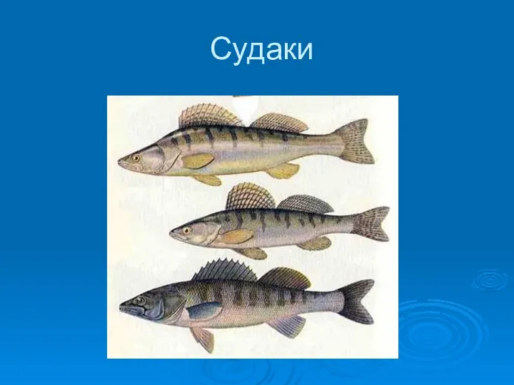 Судаки