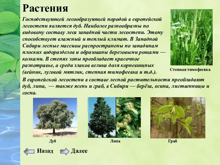 Растения Господствующей лесообразующей породой в европейской лесостепи является дуб. Наиболее